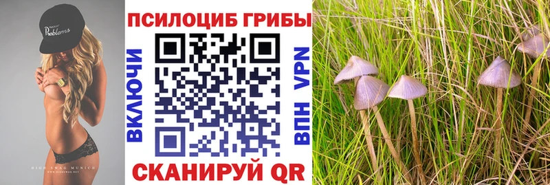 hydra вход  Цоци-Юрт  Галлюциногенные грибы прущие грибы 